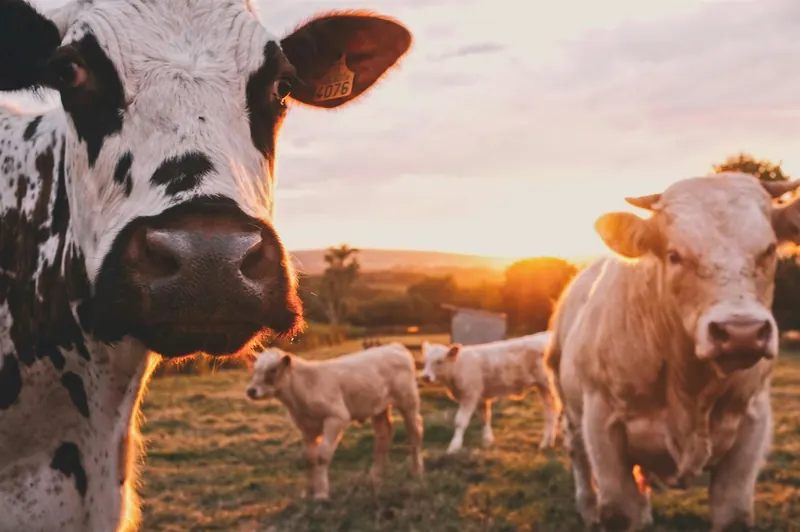 Farm Management Platform